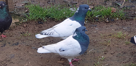 pechera azul